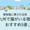 九州で猫がいる宿のおすすめ5選！看板猫のいる宿で癒される旅をのタイトル画像