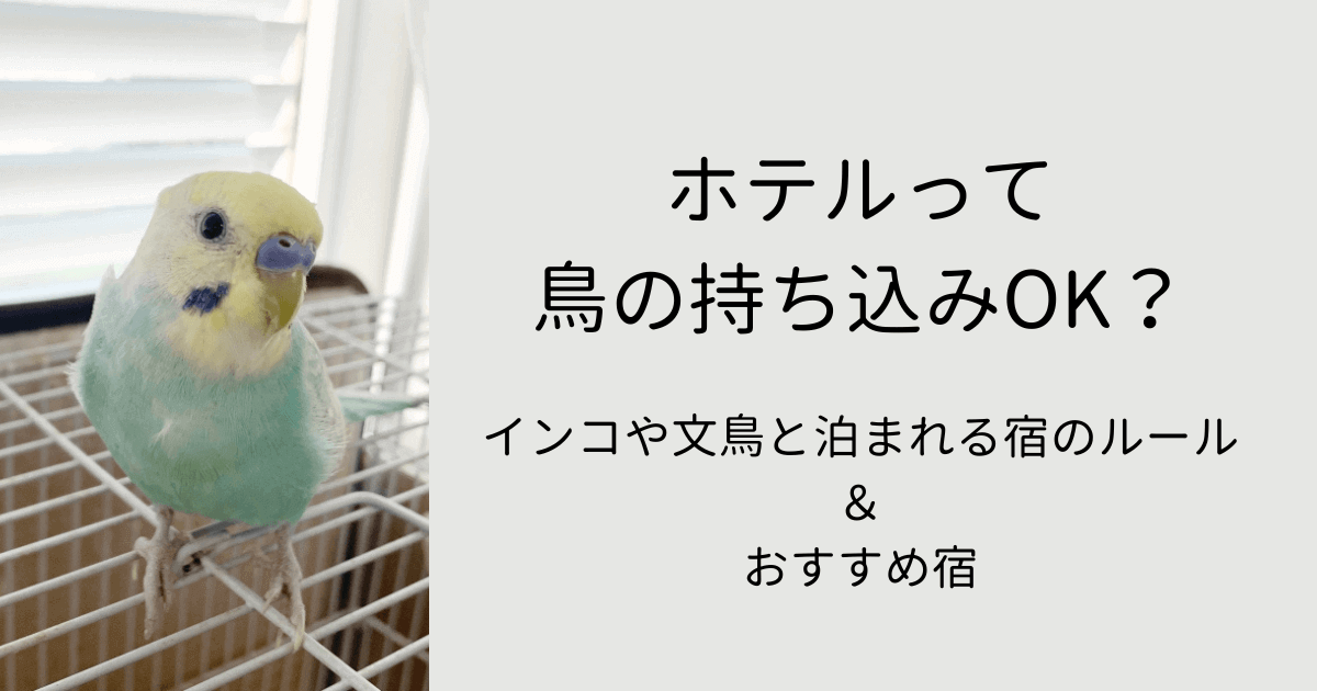 ホテルって鳥の持ち込みOK？インコや文鳥と泊まれる宿のルール＆おすすめ宿のタイトル