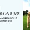 【関東】犬と触れ合える宿３選！癒しの看板犬がいる温泉宿を紹介タイトル